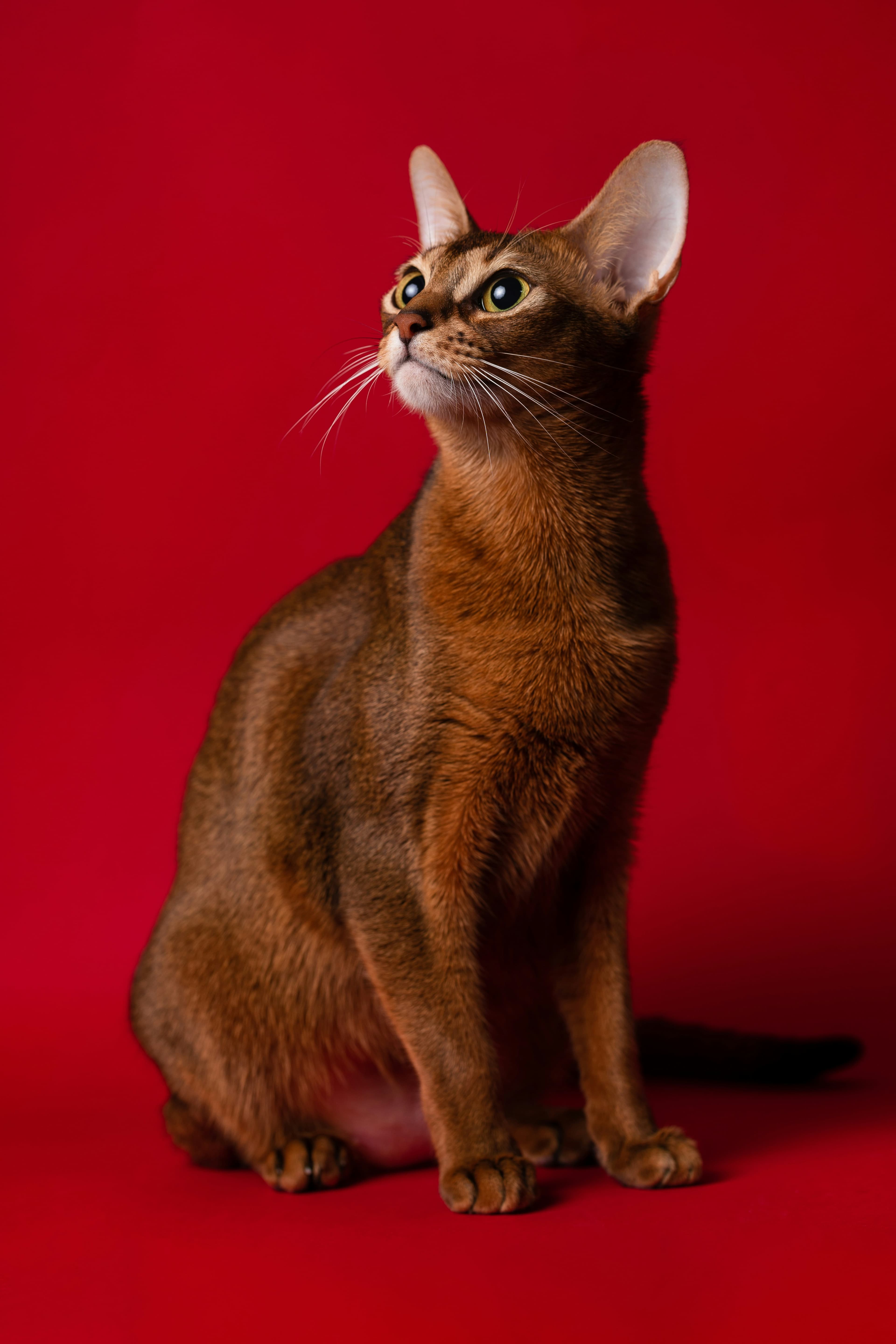 Abyssinian