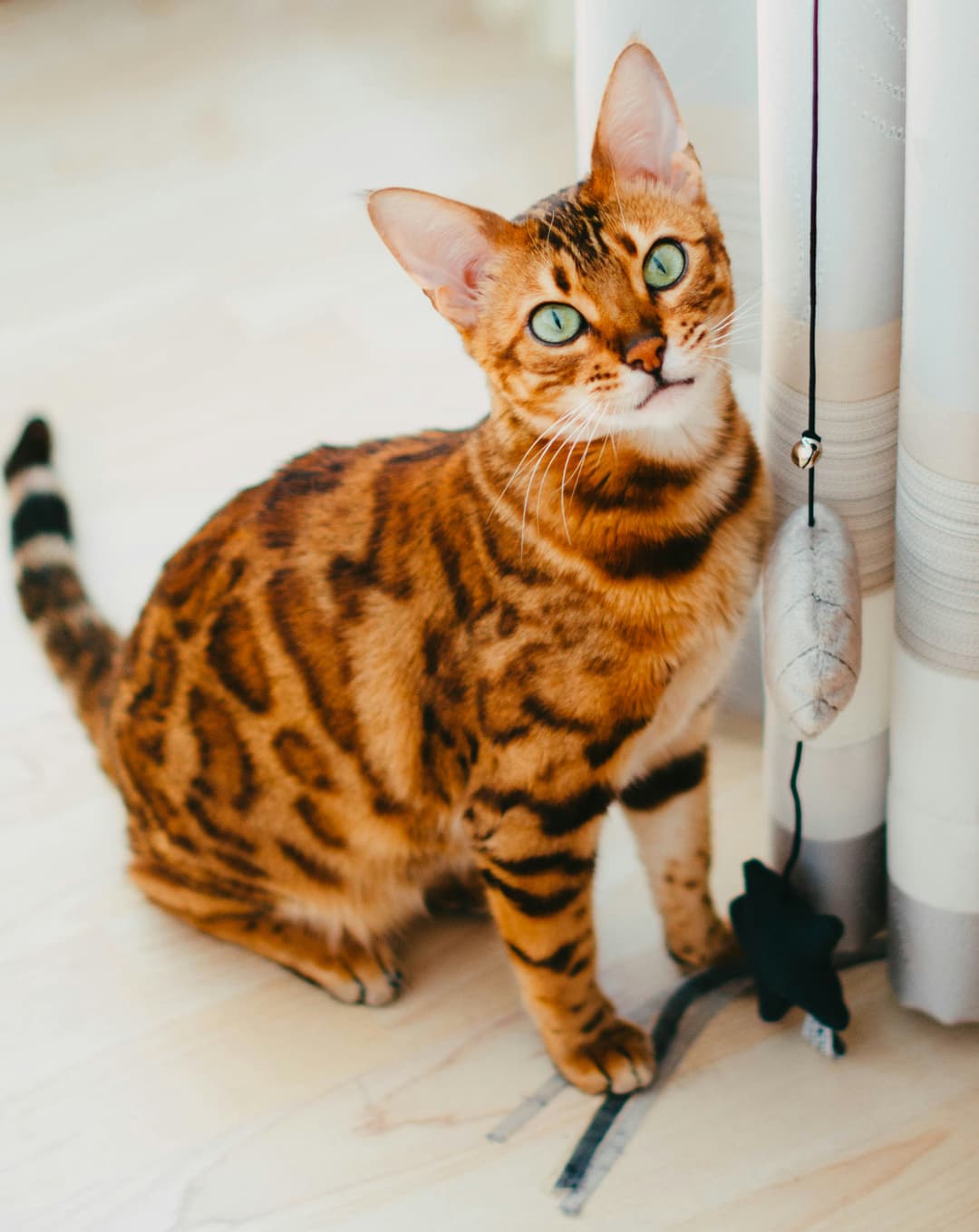 Bengal