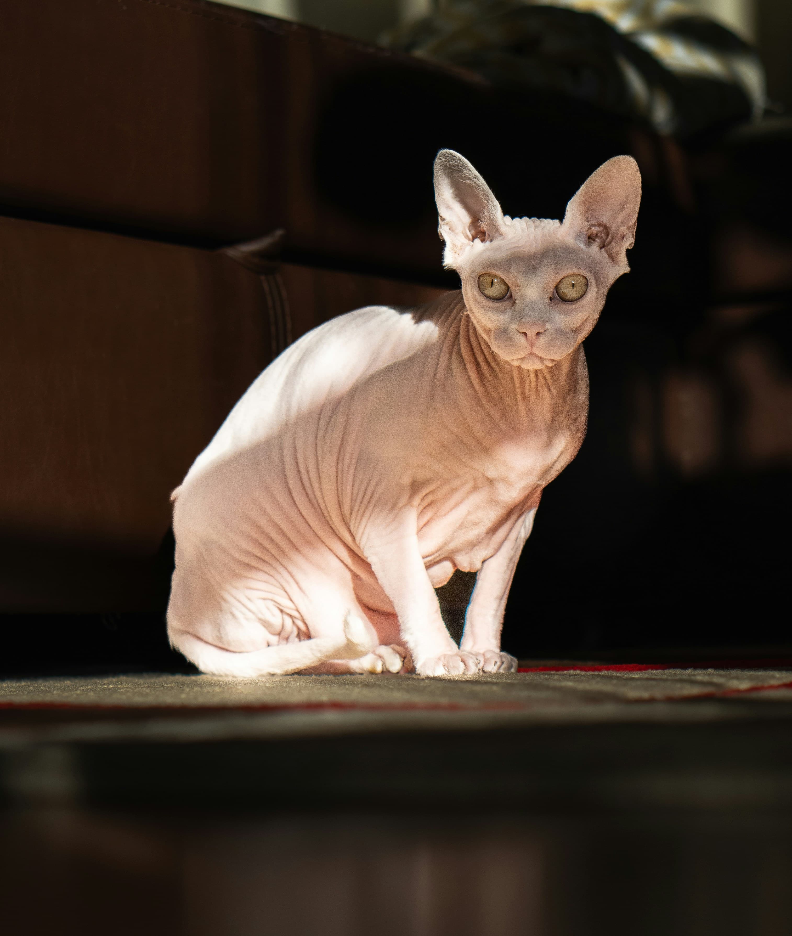 Devon Rex