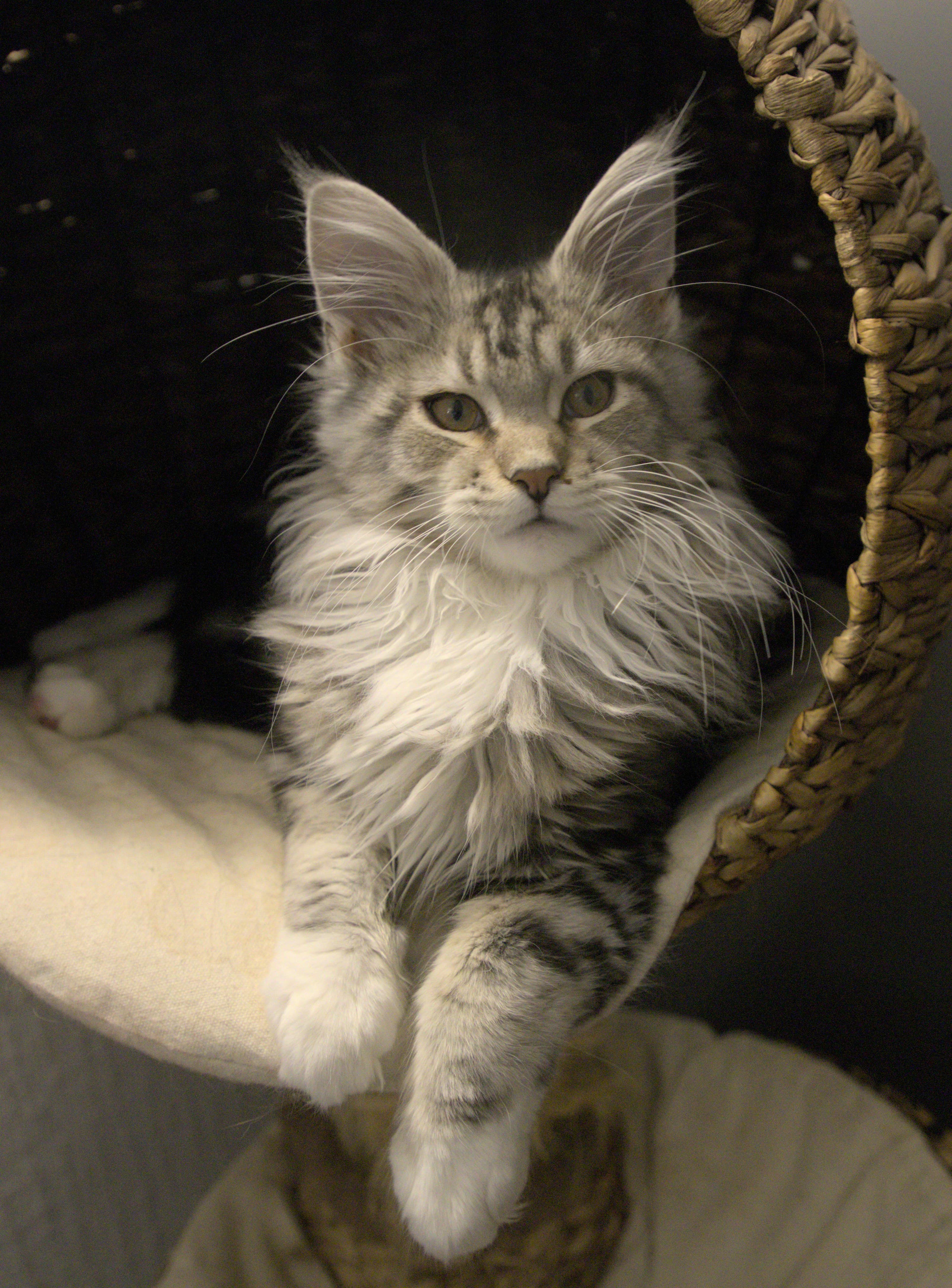 Maine Coon
