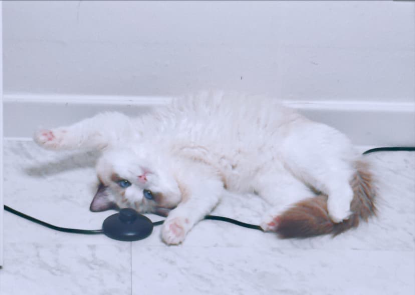 고양이 하루 급여량은 얼마일까?