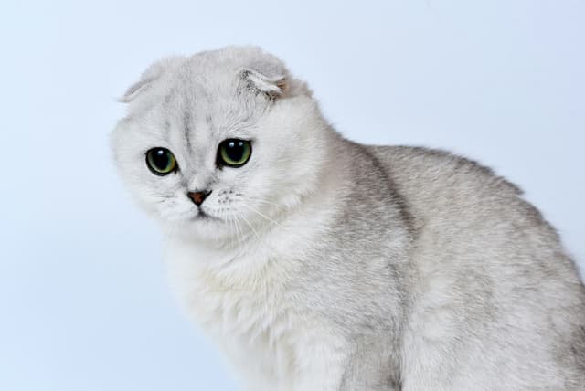 Scottish Fold